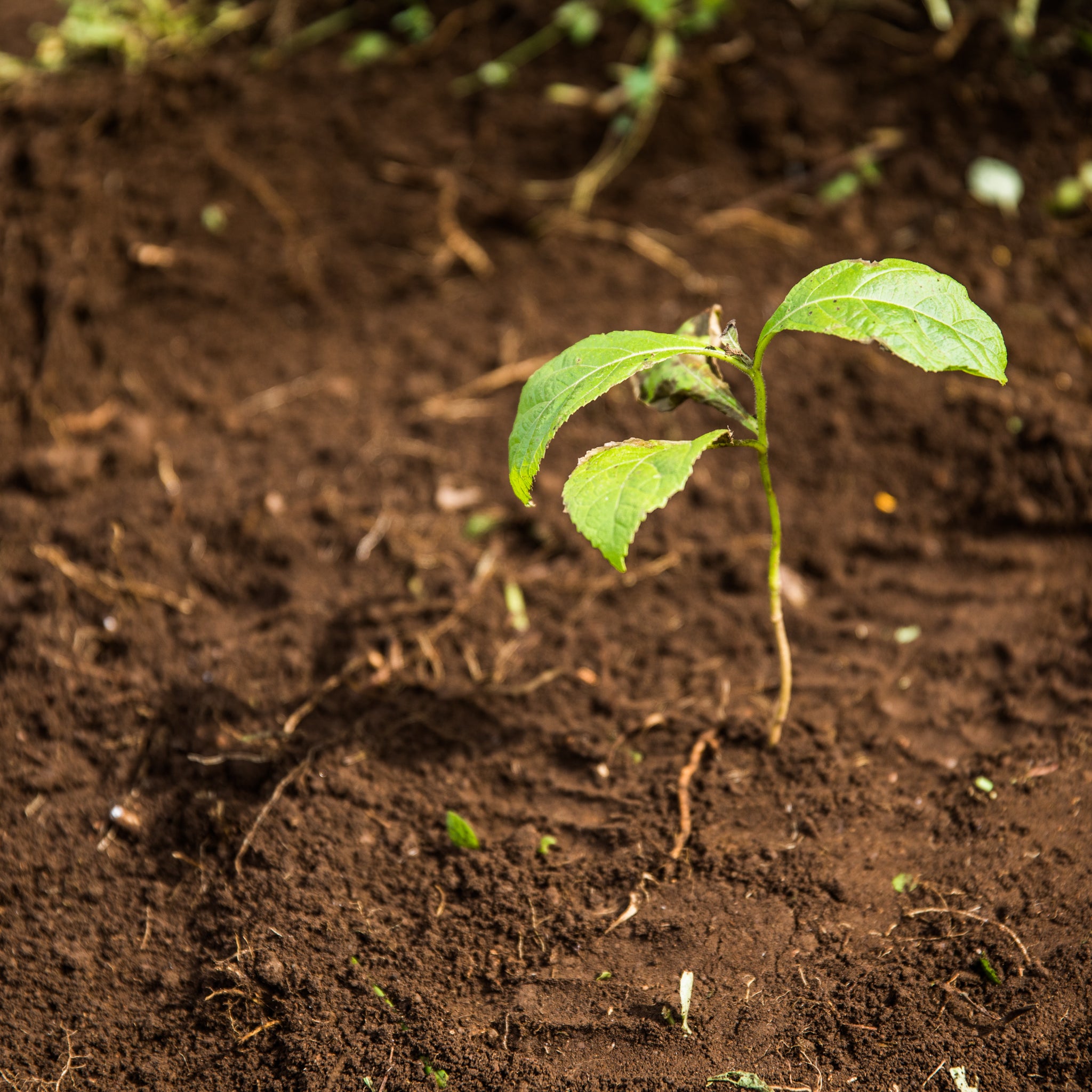 Illustration of a seed growing into a tree, representing Lucky 1's initiative to plant a tree for every order in partnership with One Tree Planted