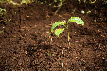 Illustration of a seed growing into a tree, representing Lucky 1's initiative to plant a tree for every order in partnership with One Tree Planted