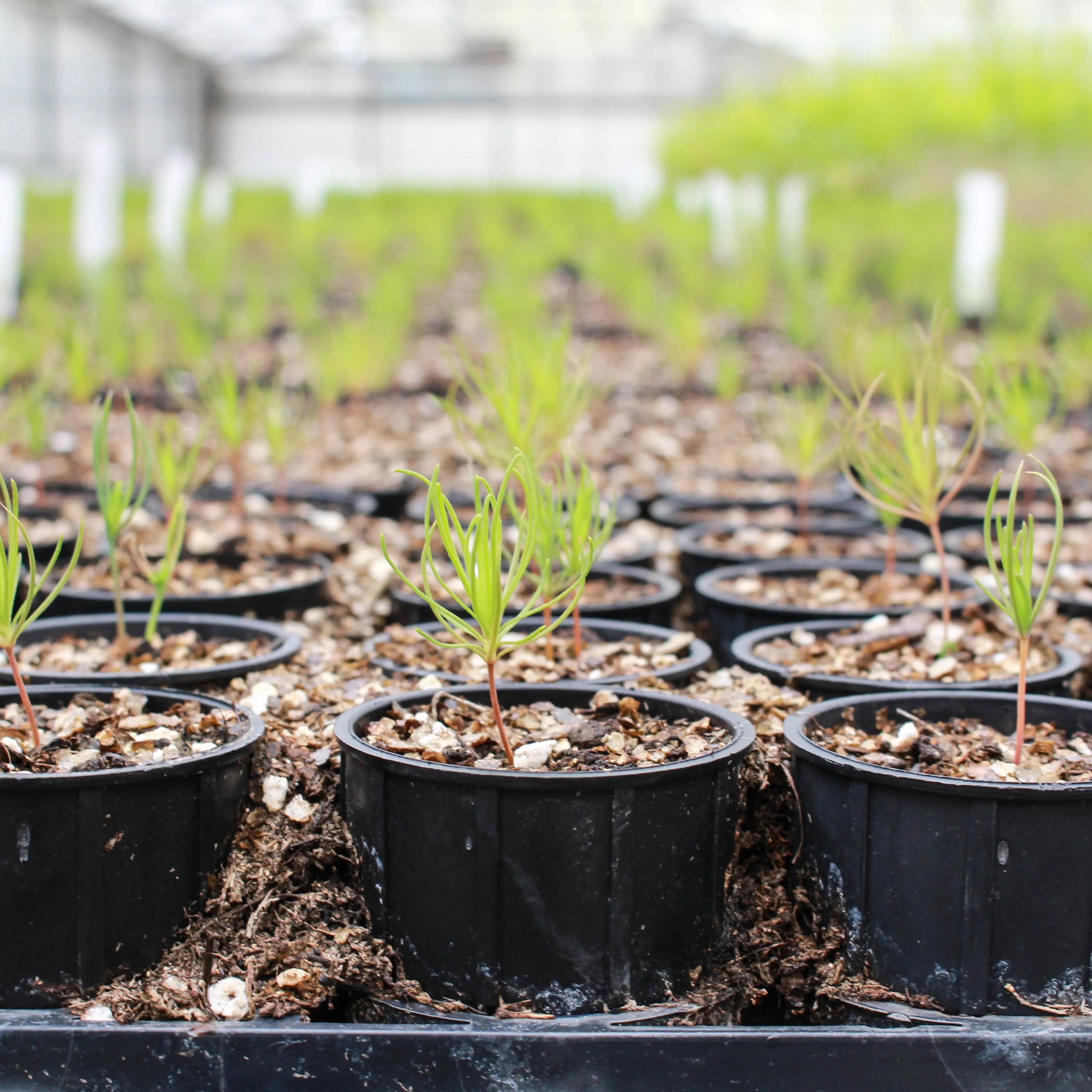 CSFS Tree Nursery - 005.webp