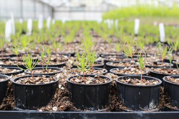 CSFS Tree Nursery - 005.webp